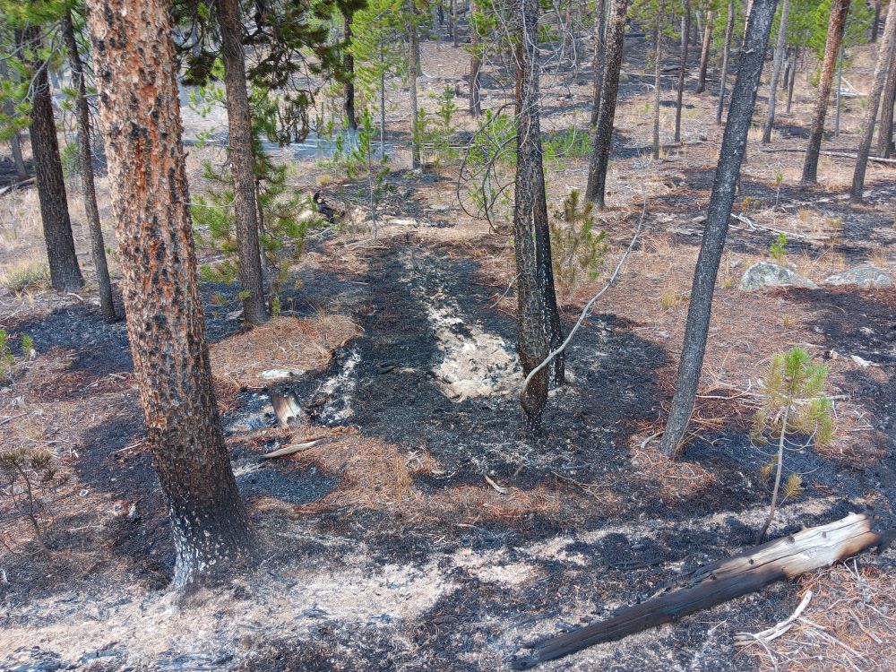 Patches of ash and char on the forest floor.