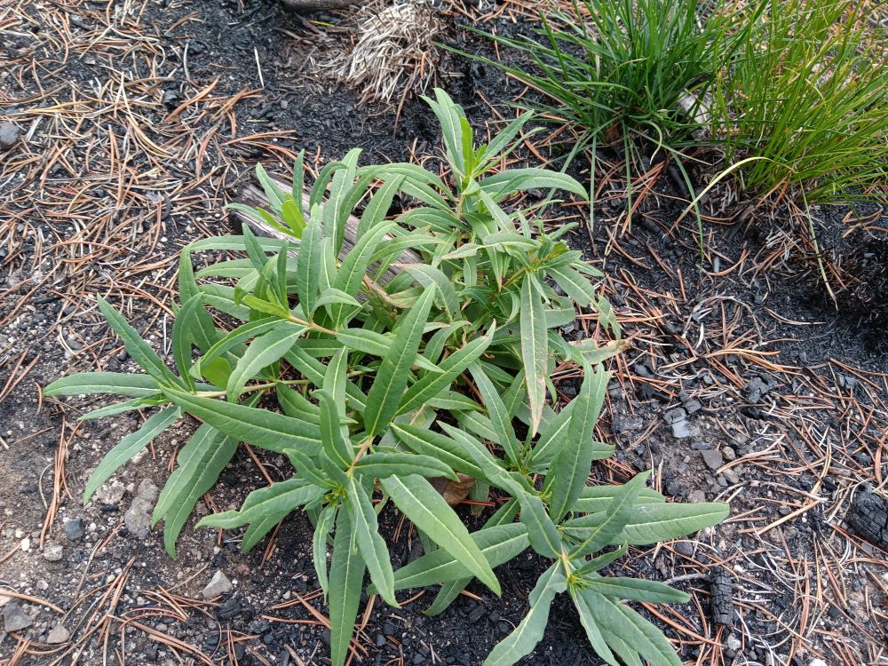 A bright green plant called fireweed.
