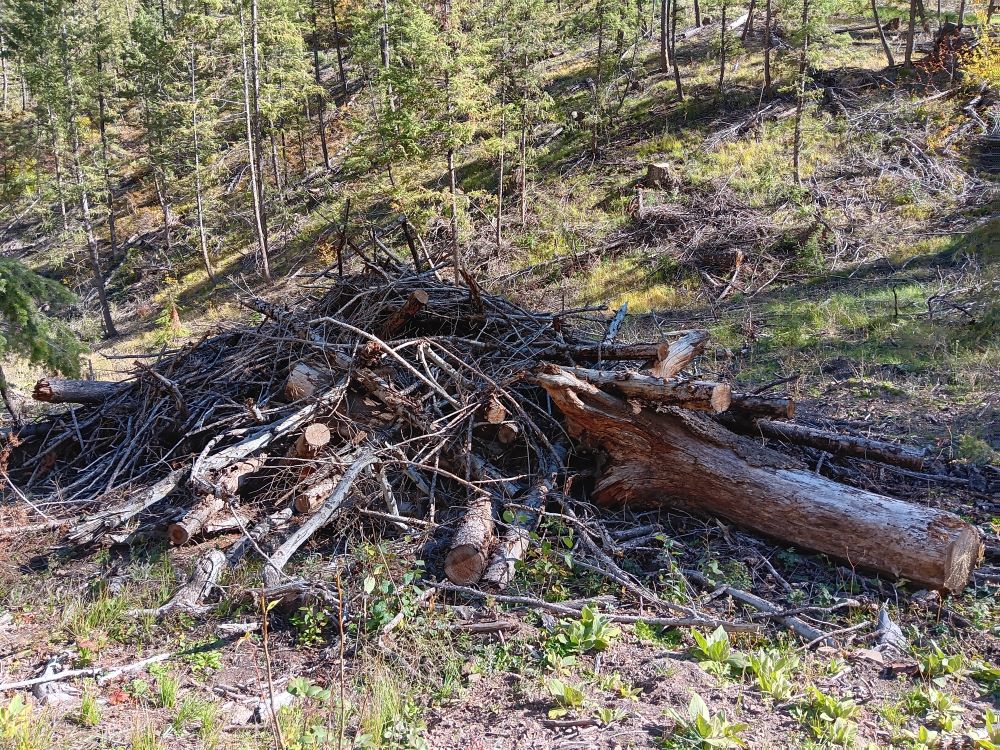A pile of logs, branches, and sticks makes up a slash pile.