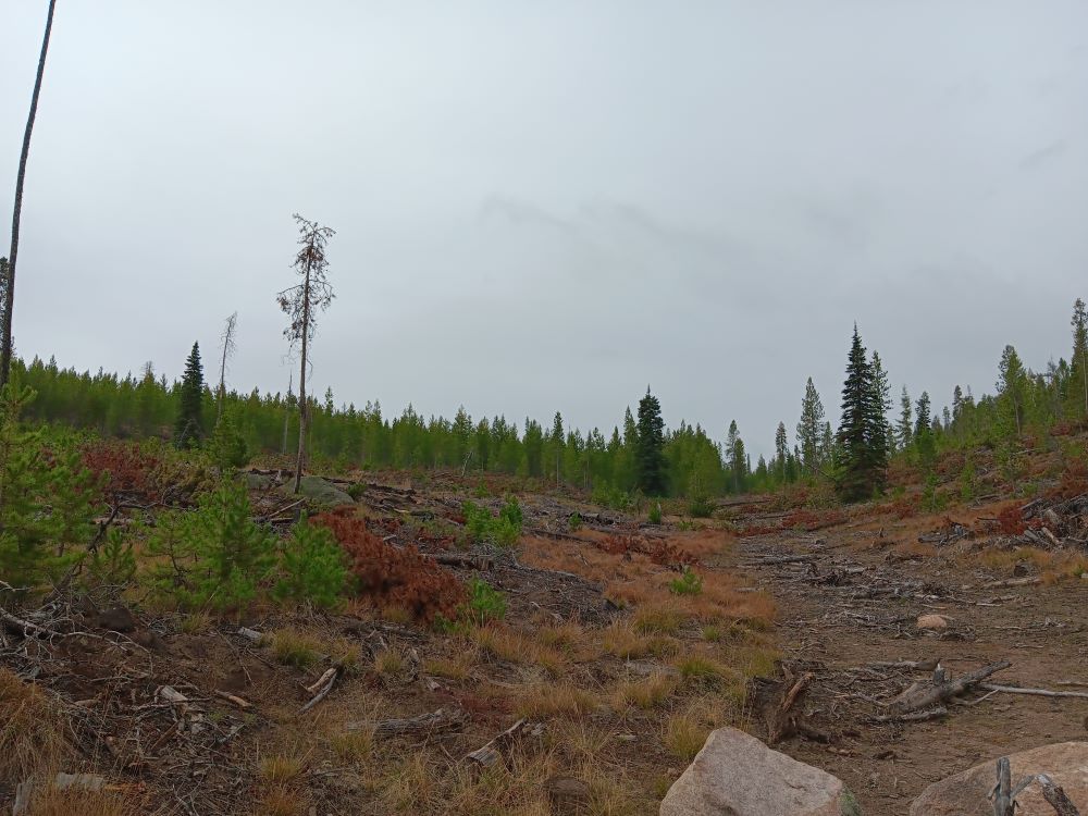 A clearing, with a lodgepole pine forest in the background.