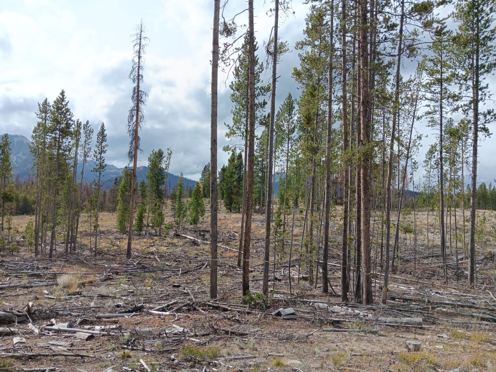 Small clumps of trees in an otherwise open landscape.