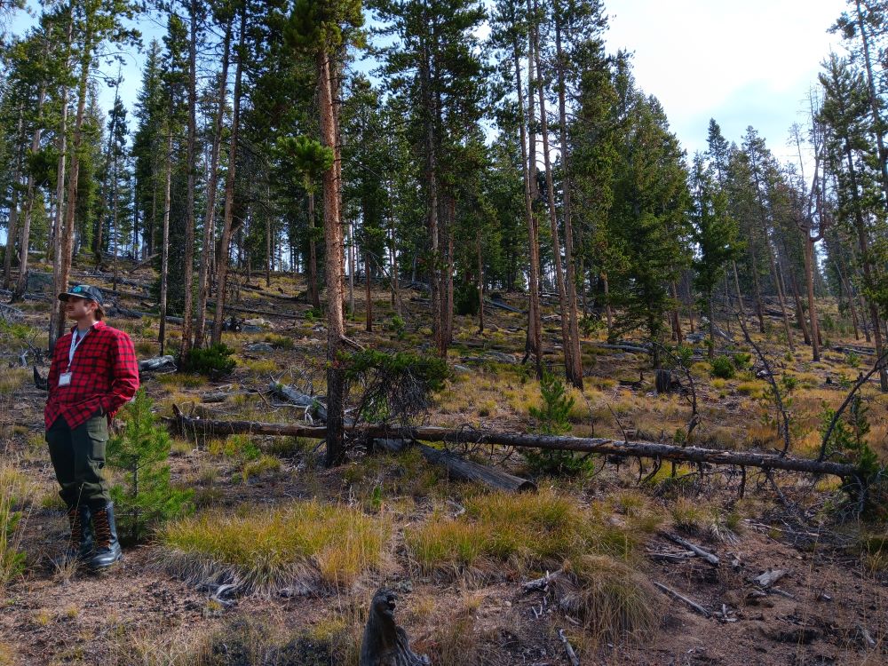 A man in a red plaid shirt stands in a forest. 