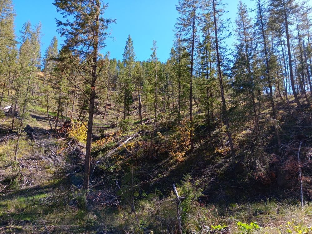 A forest stand with widely spaced trees.