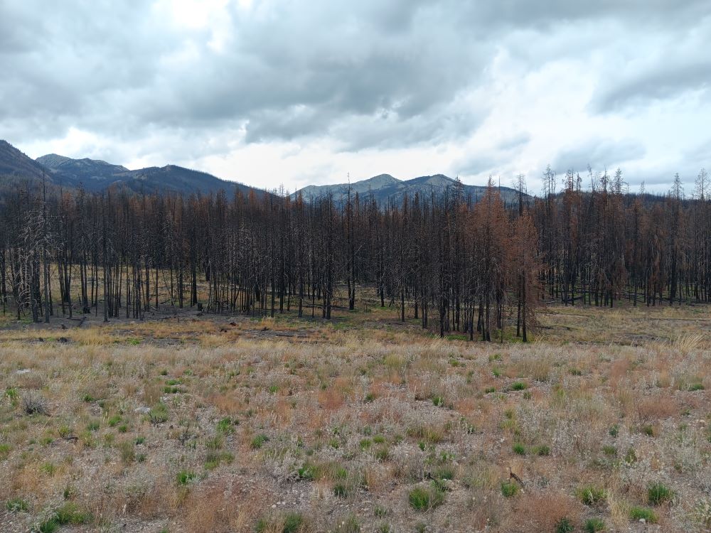 A stand of blackened trees.