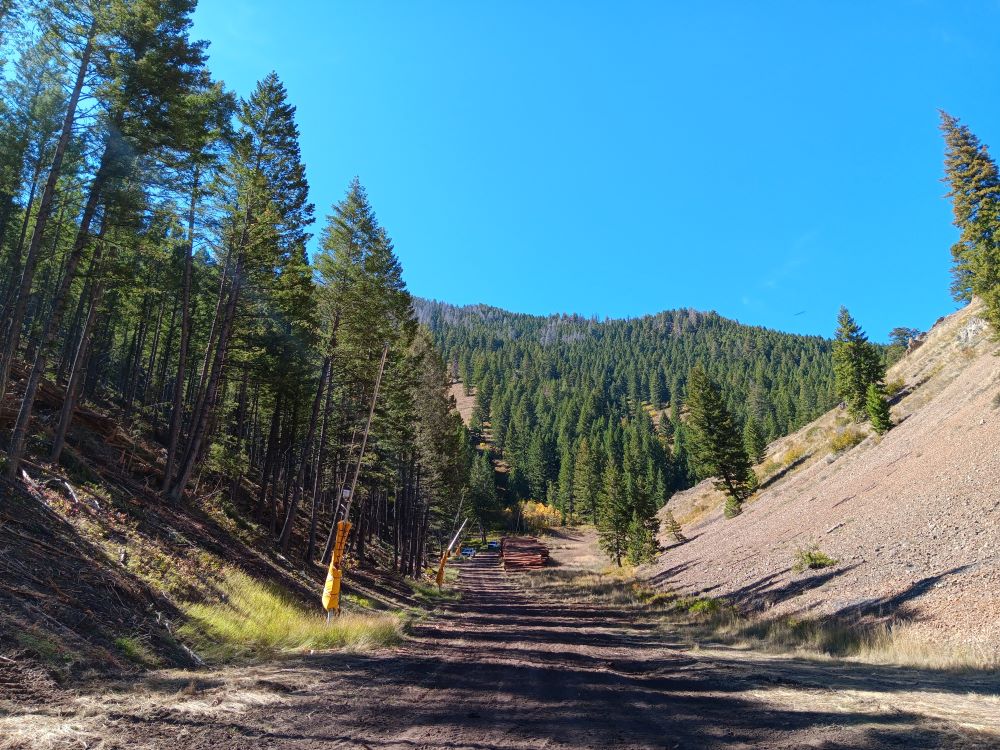 Yellow snow guns line a forest road. A pile of logs sits in a landing zone further up the road.