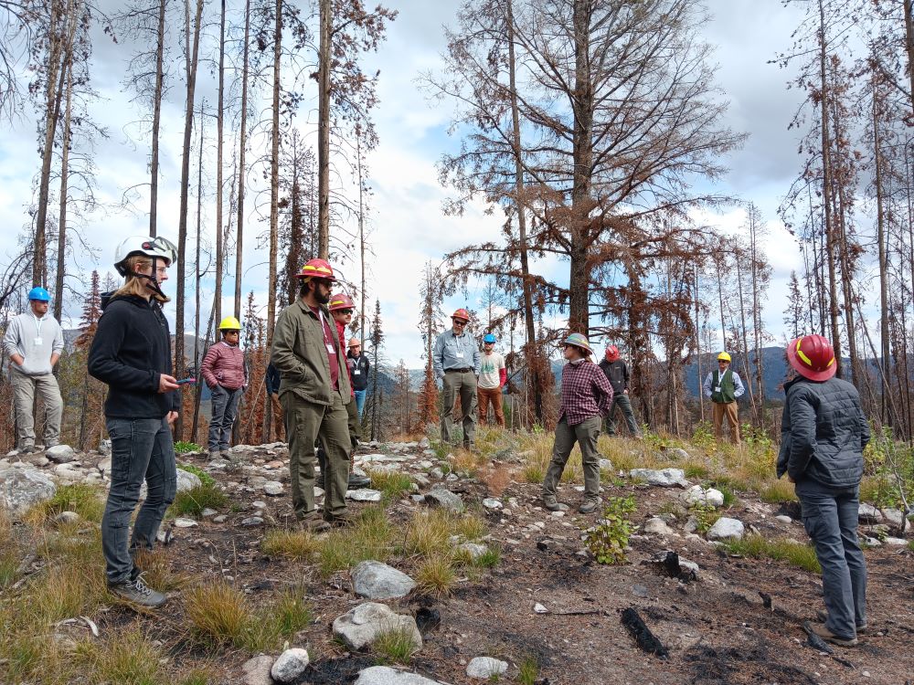 People wearing hard hats stand near burned trees talking.