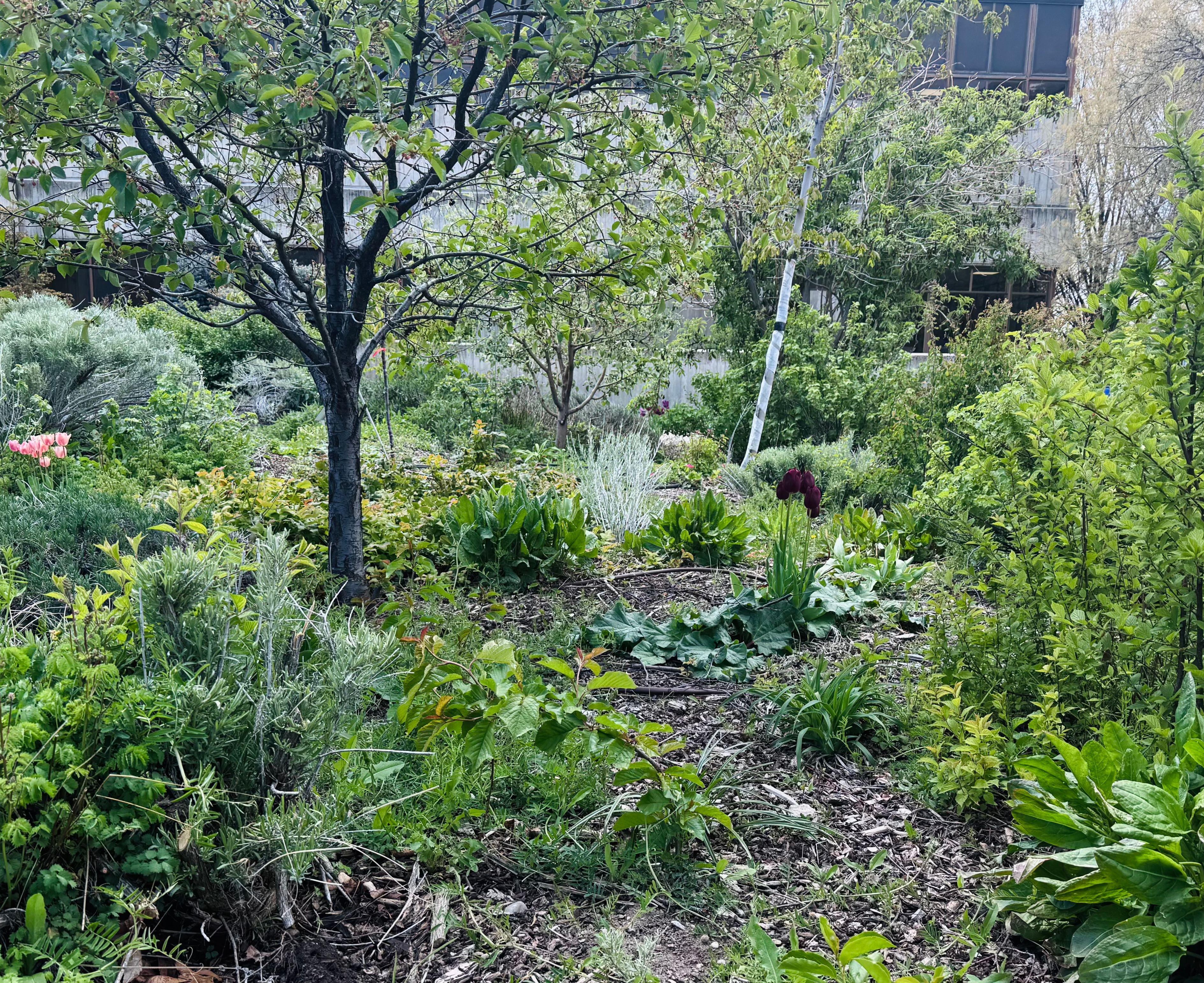 A green garden with trees and bushes