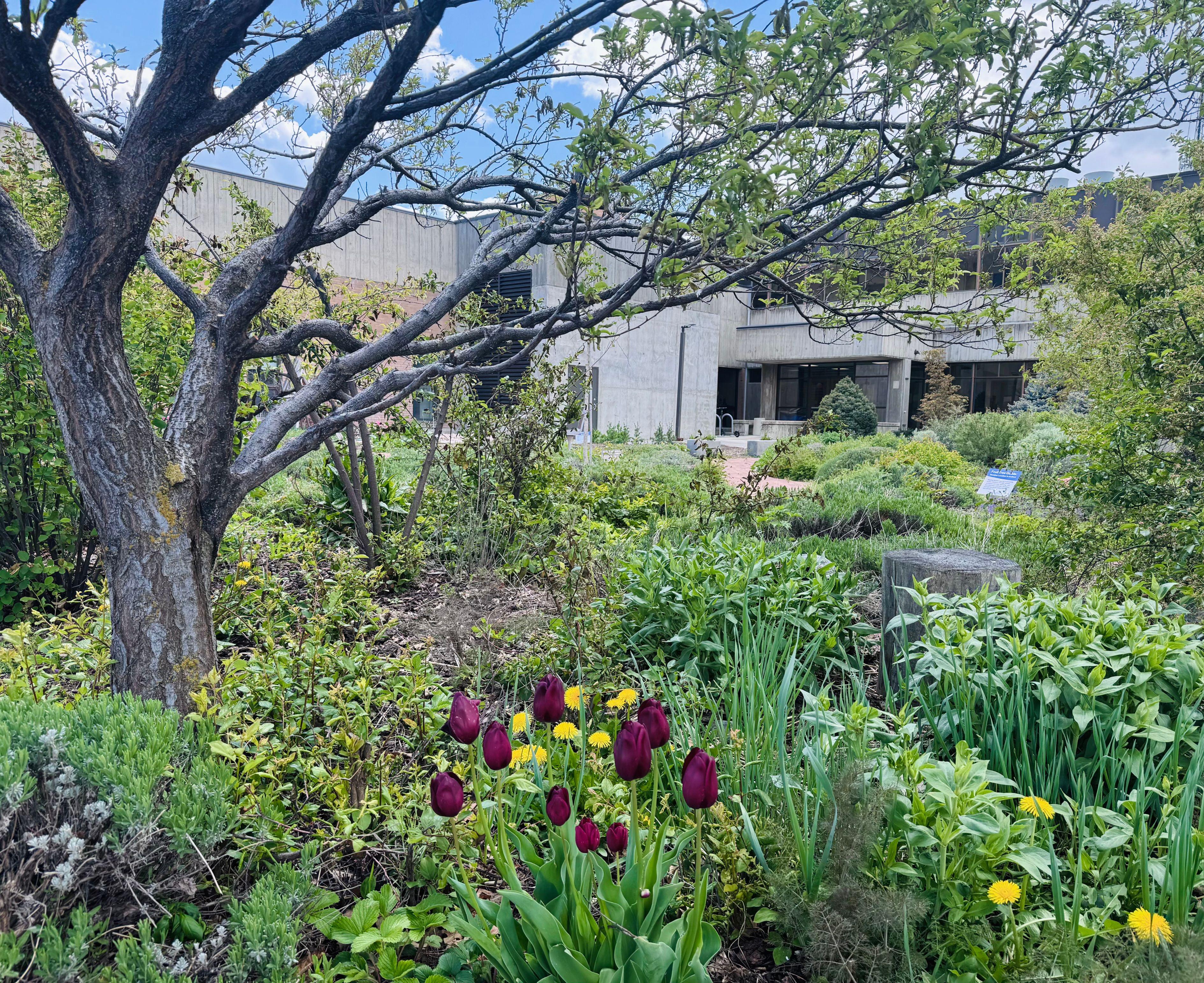 A garden with tulips
