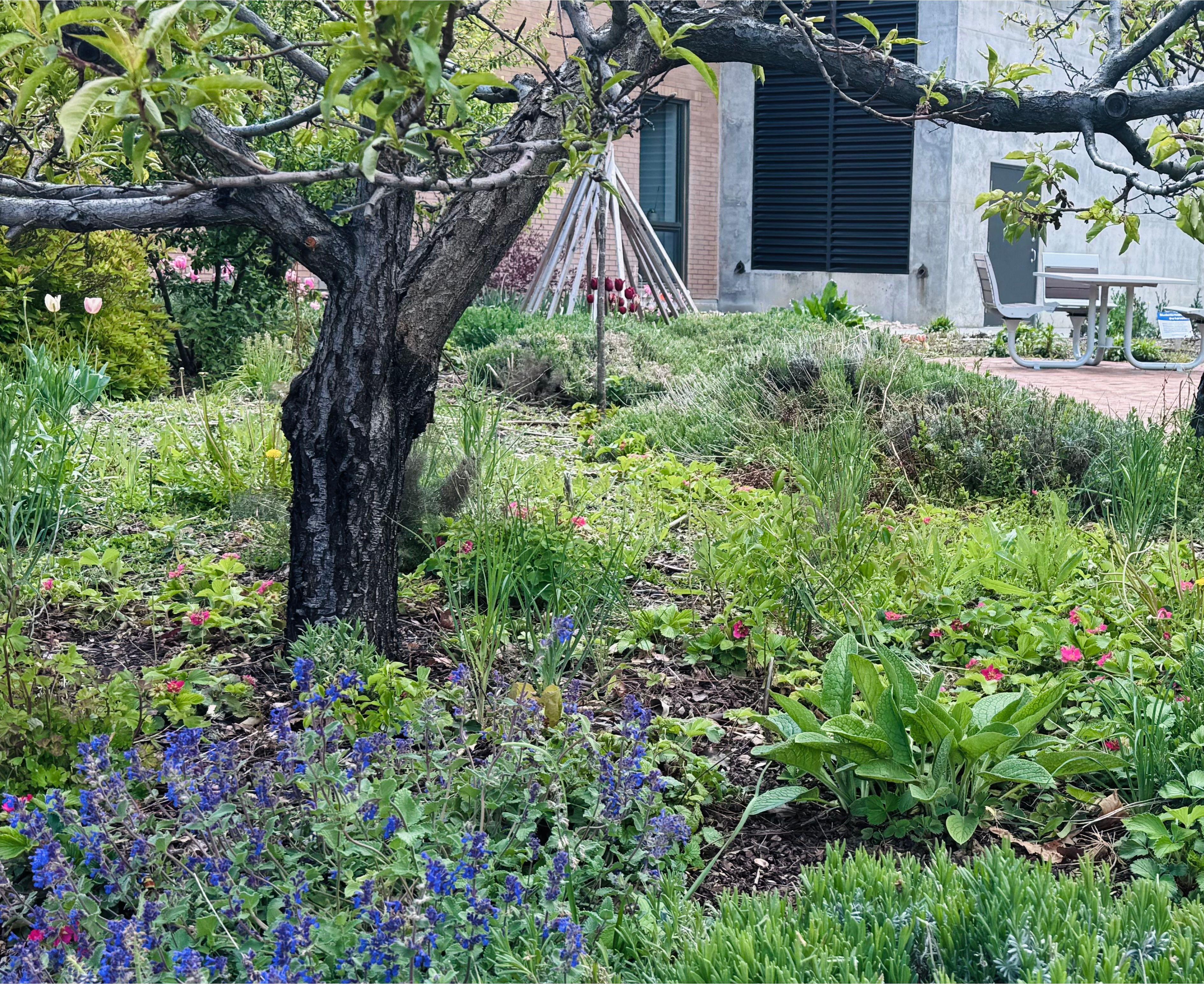 Green garden with many small flowers