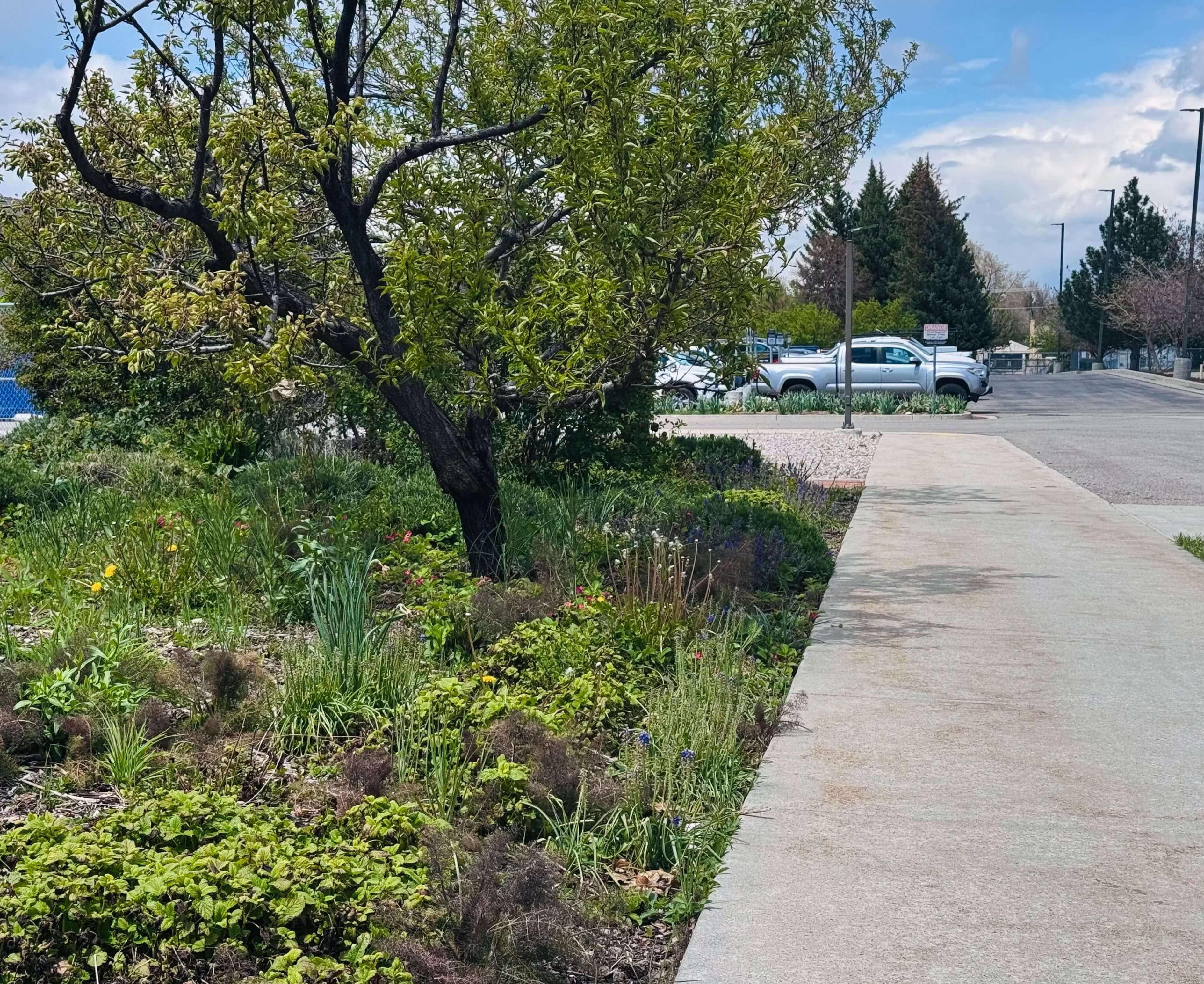 A garden on the side of a sidewalk