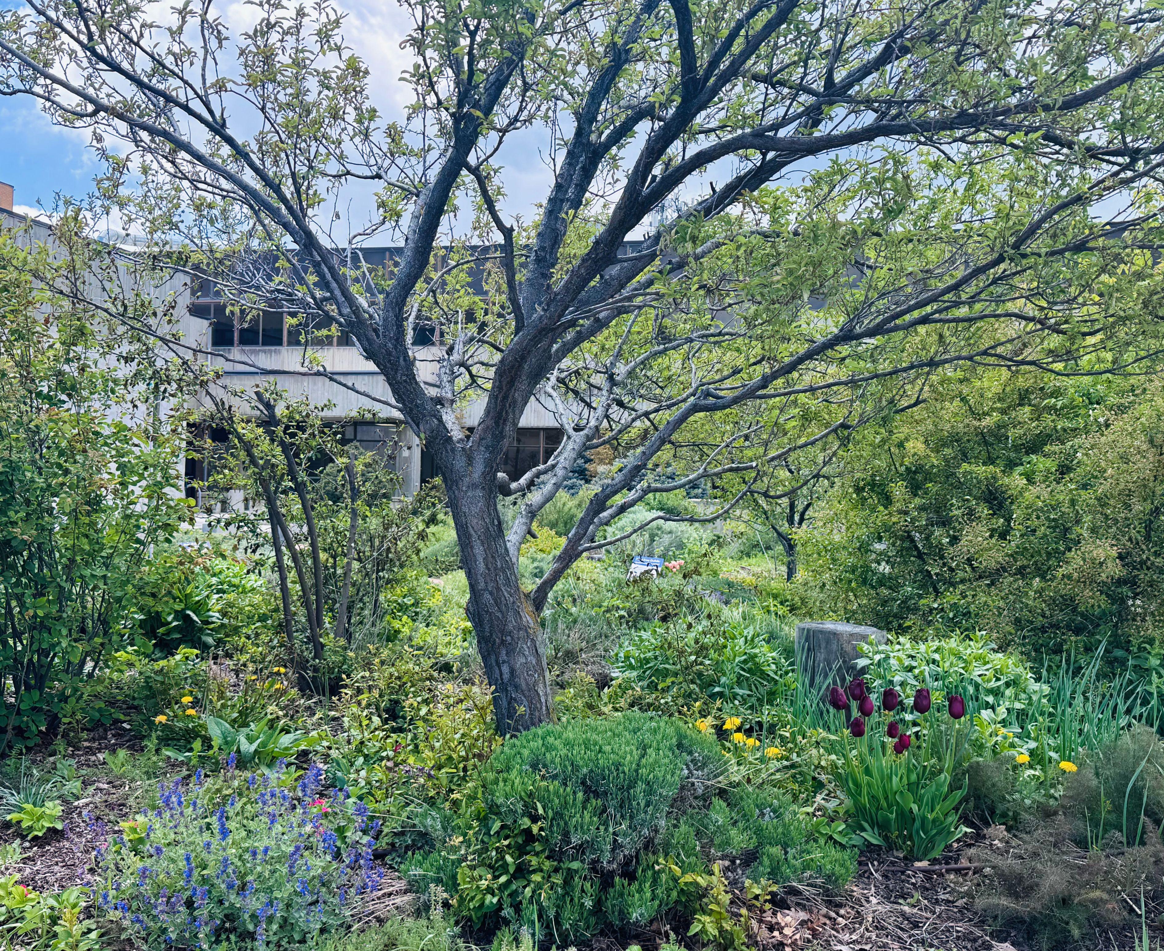 Garden with a tree and flowers