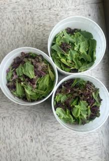 Three buckets full of lettuce leaves. 