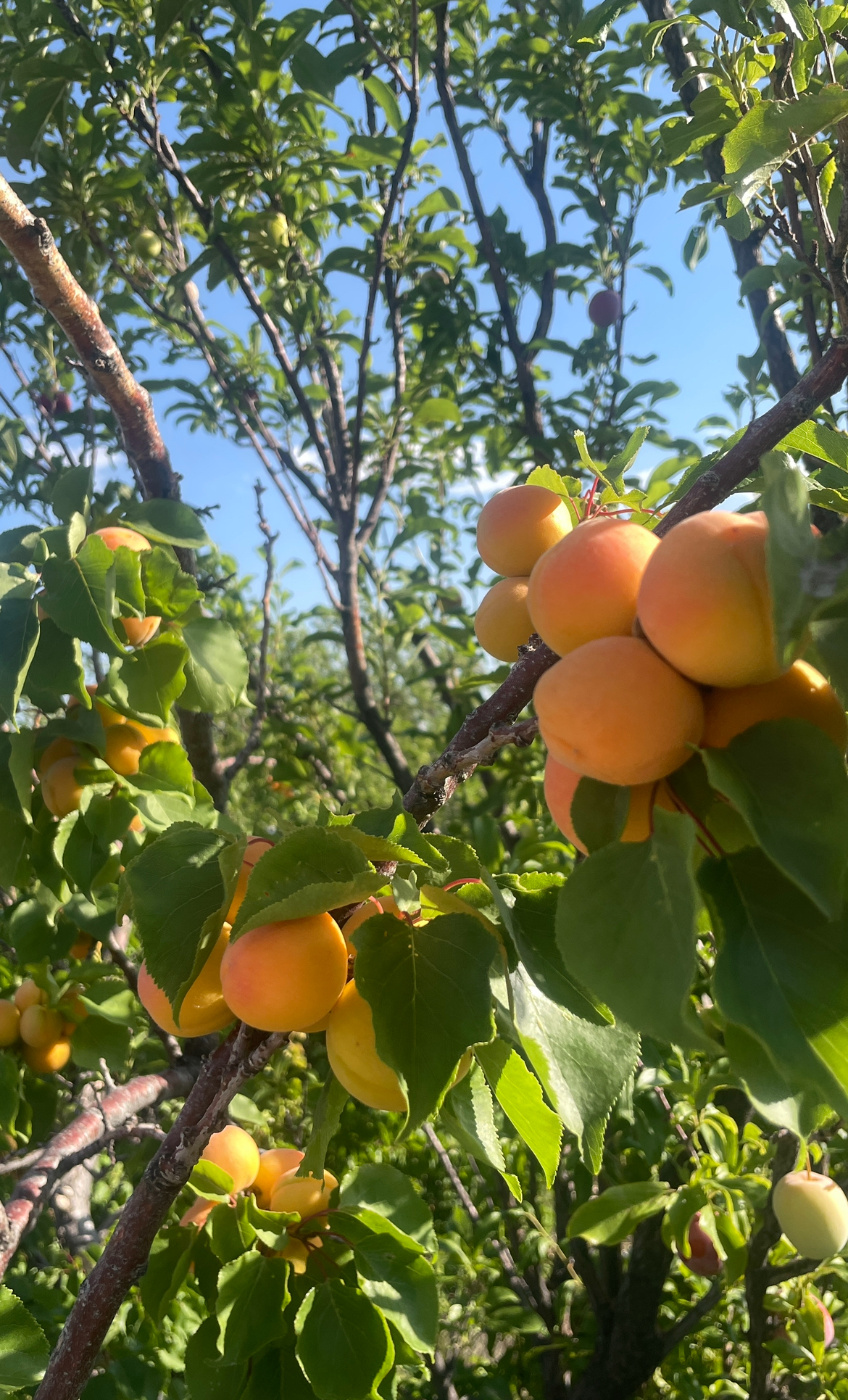 Ripe peaches on a tree. 