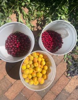 Buckets full of berries and fruits. 
