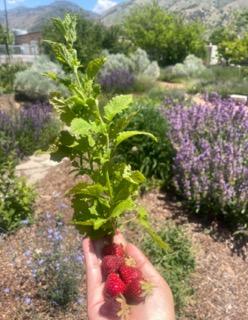 An individual with strawberries in the palm of their hand 