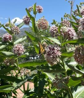 Cluster of purple flowers with a butterfly sitting on one. 