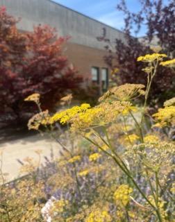 An image of small yellow flowers.