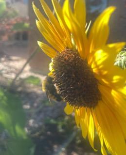 An image of a yellow sunflower.