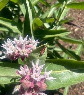 Small purple and pink flowers in a garden.