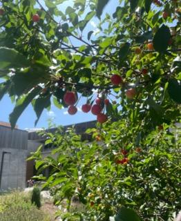 A green tree with cherries hanging from it. 