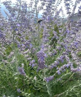 Purple flowers with a bee landed on it. 