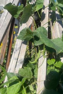 Leafy vines are creeping up wood.