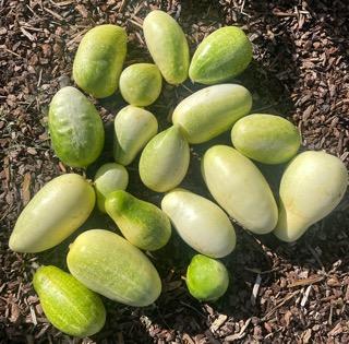 A pile of cucumbers in a variety of shapes and sizes. 