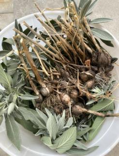 A bucket of roots freshly pulled from the soil.