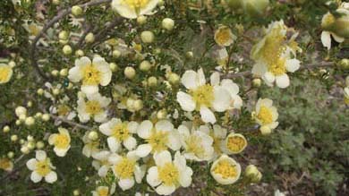 Mexican cliffrose