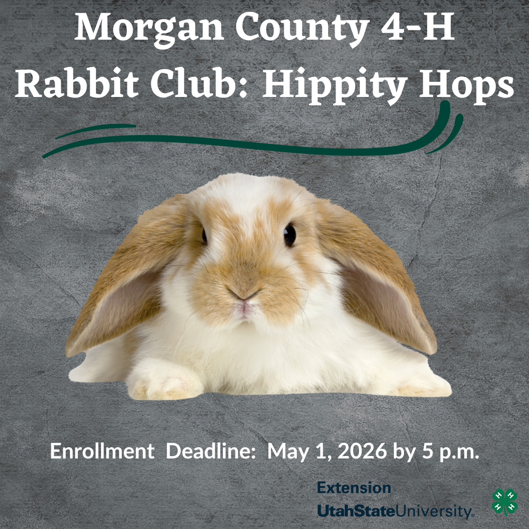 Rabbit Club Deadline