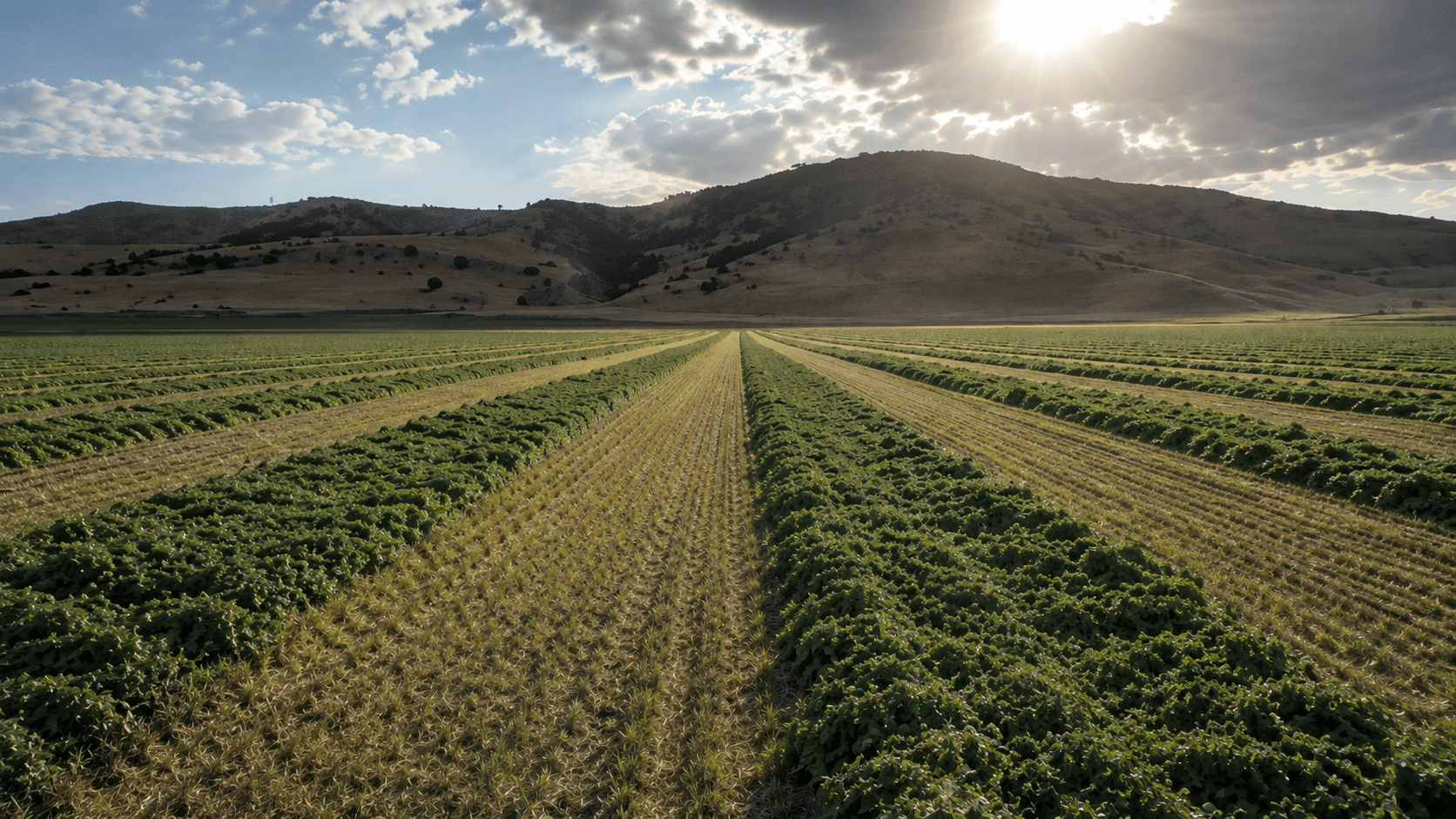 A newly cut alfalfa field at the foot of mountians. 