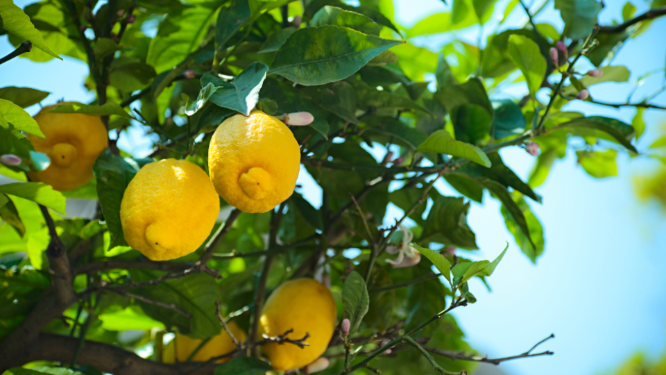 Fruit and Vegetable Guide Series: Lemons