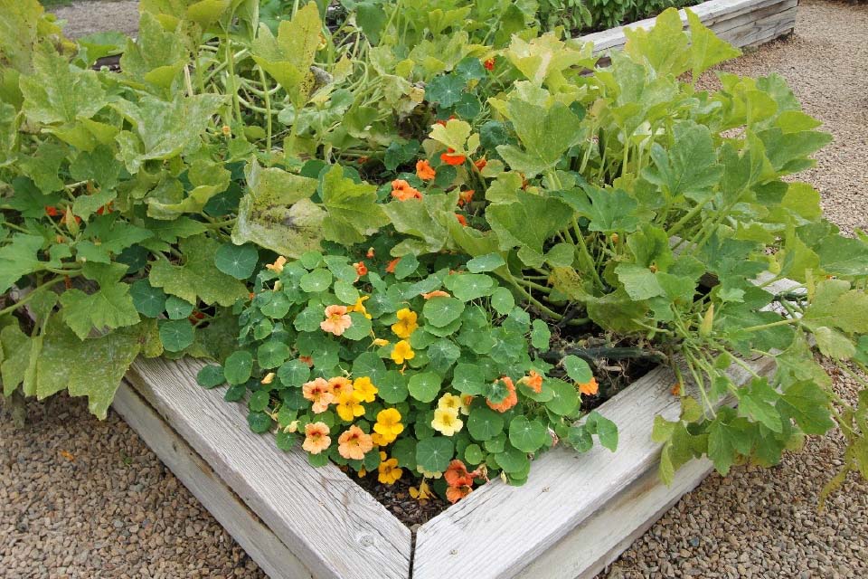 A planter box with nasturtium and squash