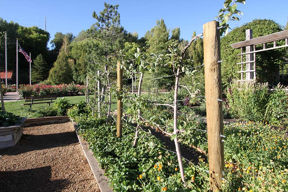 Apple trees using epsalier built with wires strung between posts