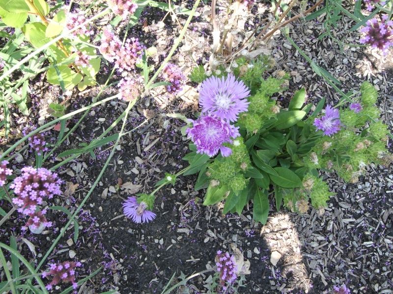 Garden Candy™ Mels Blue Stokes' Aster