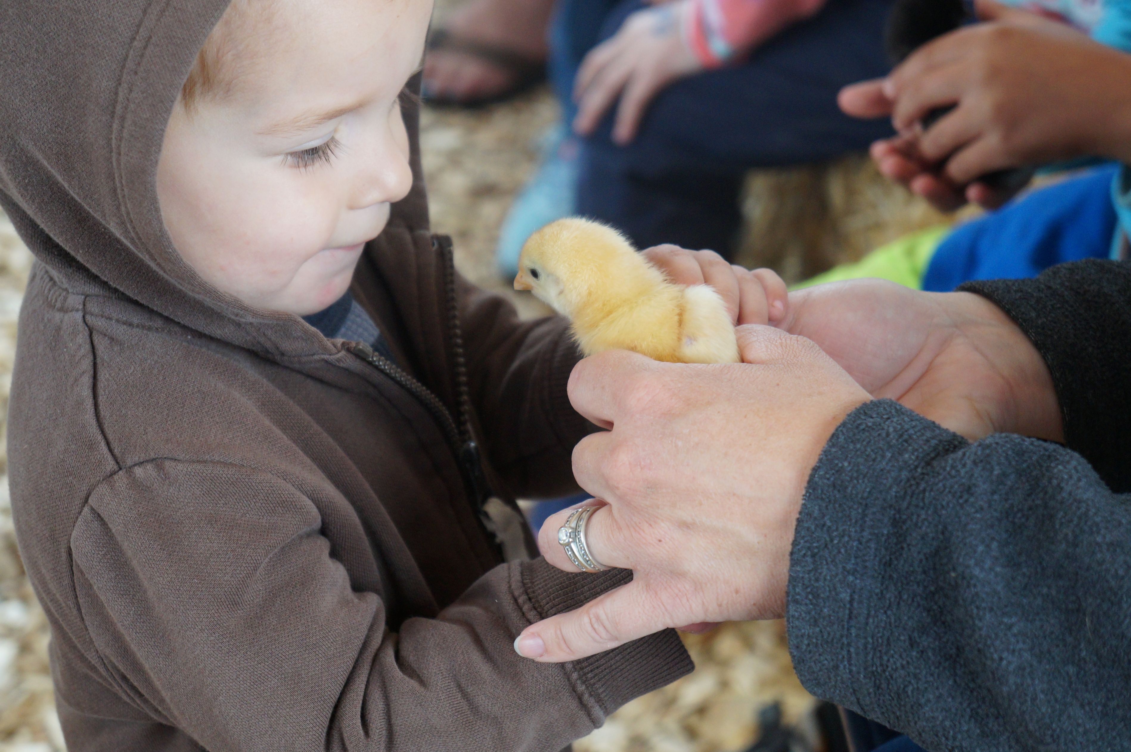 Child holding baby chick