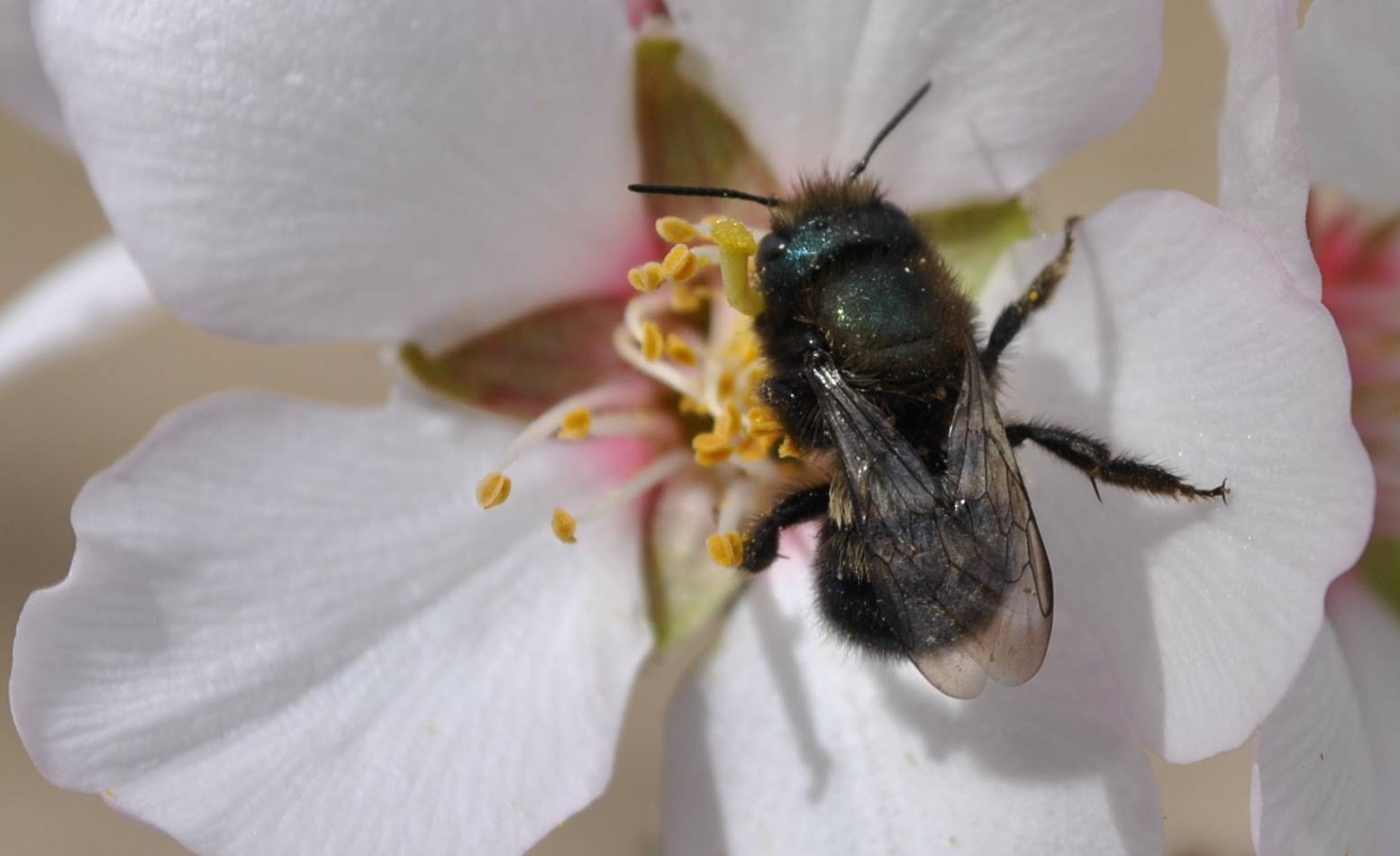 A blue orchard bee on a flower.