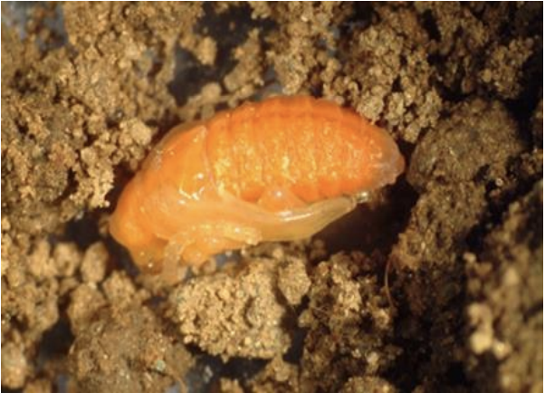 LLB pupa. Image: Rose Hiskes, The Connecticut Agricultural Experiment Station