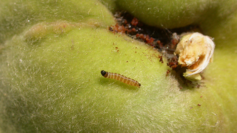 PTB larva on peach