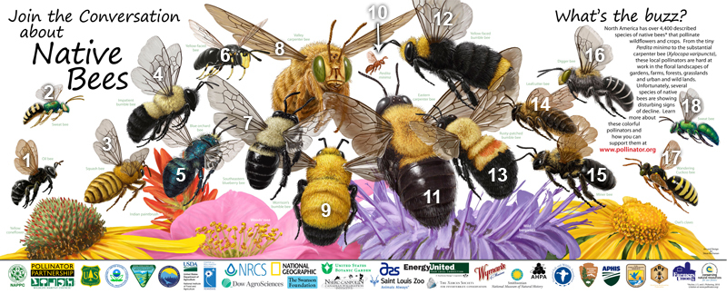 Join the Conversation about Native Bees