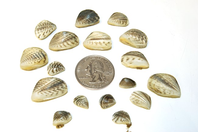 Quagga mussel adults vary in size and pattern (Image: nps.gov/lake/learn/quagga-mussel.htm)