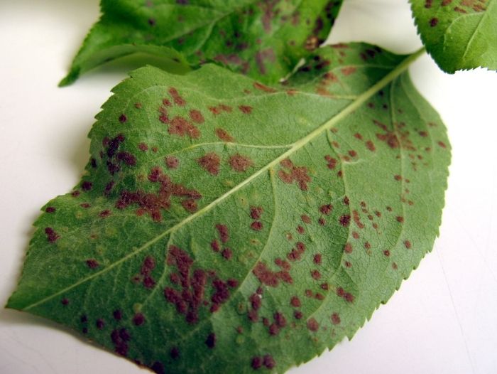 Apple-Leaf Blister Mites