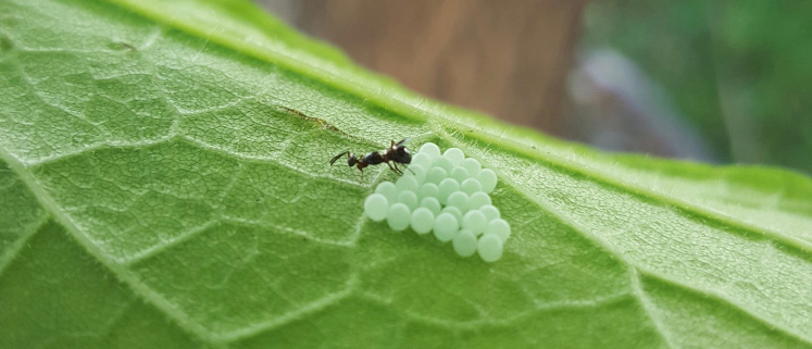 An Anastatus wasp on naturally-laid eggs