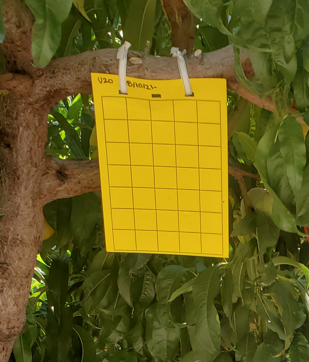 Yellow sticky card hung on a tree to attract parasitoids