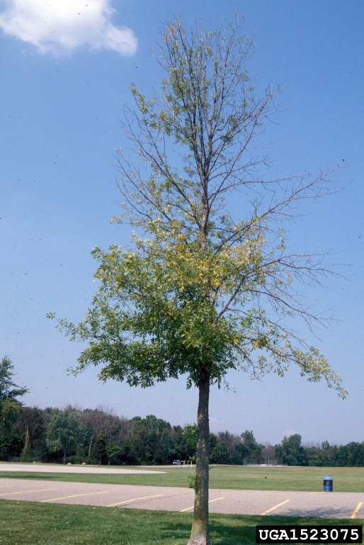 Tree crown symptoms from emerald ash borer infestation