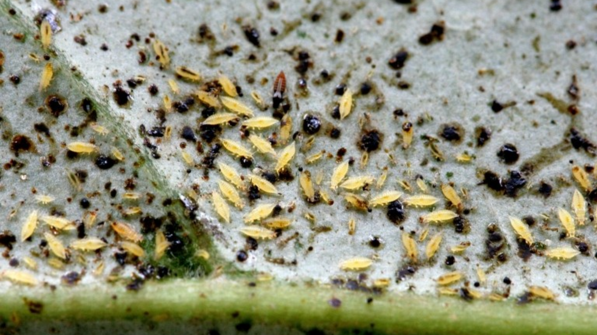 thrips in high tunnel