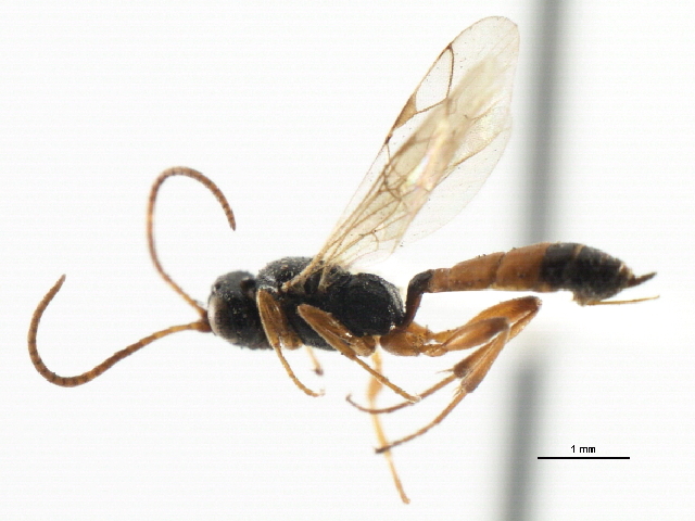 Diadromus Subtilicornis