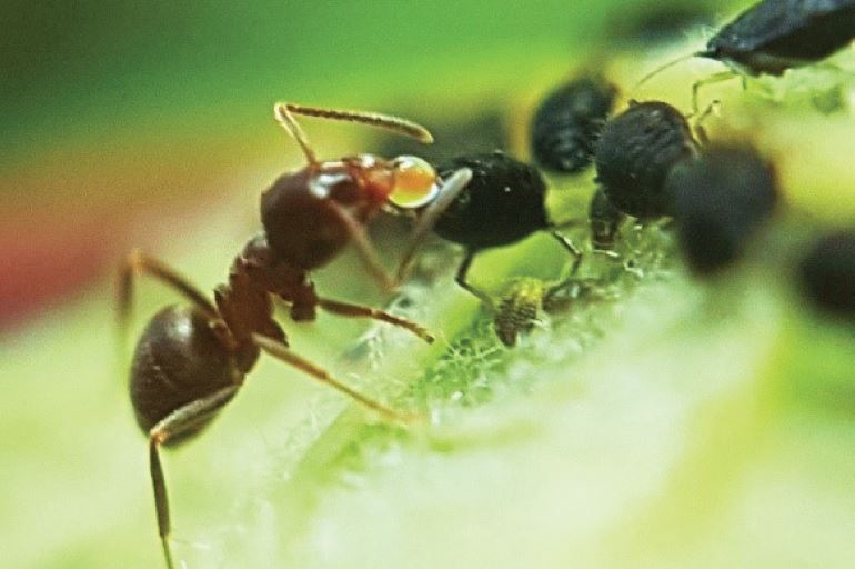 ant eating secreted honeydew from aphids