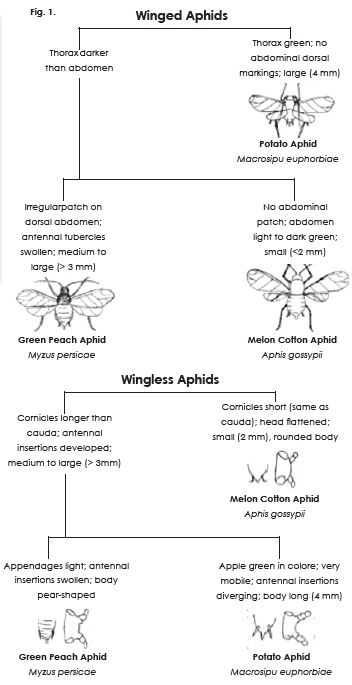 aphid identification guide