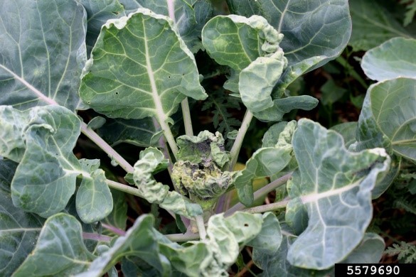 aphid feeding damage cabbage